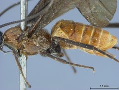 Bracon montanensis by the Smithsonian. Used under a CC0 license.