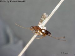 Callihormius stigmatus by the Smithsonian. Used under a CC0 license.