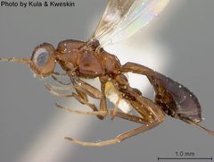 Callihormius stigmatus by the Smithsonian. Used under a CC0 license.