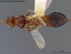 Callihormius stigmatus by the Smithsonian. Used under a CC0 license.