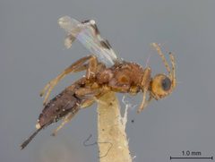 Callihormius texanus by the Smithsonian. Used under a CC0 license.