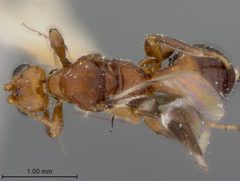 Callihormius texanus by the Smithsonian. Used under a CC0 license.