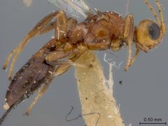 Callihormius texanus by the Smithsonian. Used under a CC0 license.