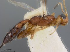 Callihormius werneri by the Smithsonian. Used under a CC0 license.