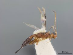 Callihormius werneri by the Smithsonian. Used under a CC0 license.