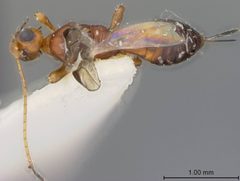 Callihormius werneri by the Smithsonian. Used under a CC0 license.