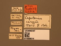 Capitonius caryne by the Smithsonian. Used under a CC0 license.