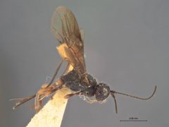 Capitonius erythrogaster by the Smithsonian. Used under a CC0 license.