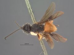 Capitonius erythrogaster by the Smithsonian. Used under a CC0 license.