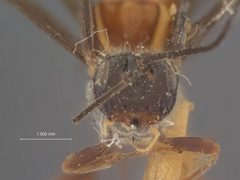 Capitonius erythrogaster by the Smithsonian. Used under a CC0 license.