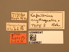 Capitonius erythrogaster by the Smithsonian. Used under a CC0 license.