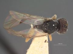 Capitonius leptostyli by the Smithsonian. Used under a CC0 license.