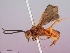 Cardiochiles rubicundus by the Smithsonian. Used under a CC0 license.