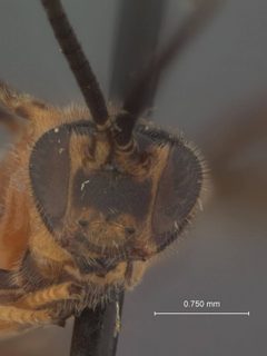 Cardiochiles therberiae by the Smithsonian. Used under a CC0 license.