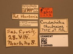 Cardiochiles therberiae by the Smithsonian. Used under a CC0 license.