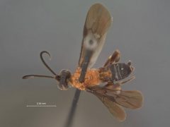 Cardiochiles therberiae by the Smithsonian. Used under a CC0 license.