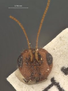 Cenocoelius floridanus by the Smithsonian. Used under a CC0 license.