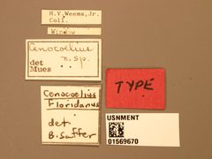 Cenocoelius floridanus by the Smithsonian. Used under a CC0 license.