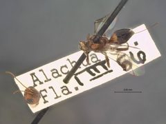 Cenocoelius floridanus by the Smithsonian. Used under a CC0 license.