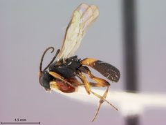 Chelonus caulicola by the Smithsonian. Used under a CC0 license.