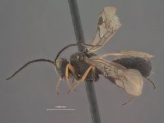 Chelonus chilensis by the Smithsonian. Used under a CC0 license.