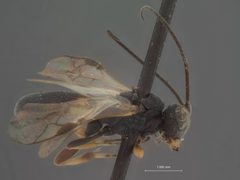 Chelonus mysticorum by the Smithsonian. Used under a CC0 license.