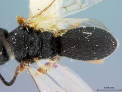 Chelonus (Microchelonus) salicis by the Smithsonian. Used under a CC0 license.