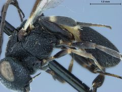 Chelonus semihyalinus by the Smithsonian. Used under a CC0 license.