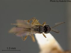 Chorebus aquaticus by the Smithsonian. Used under a CC0 license.