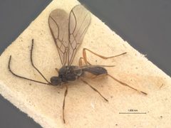 Chorebus hirtigena by the Smithsonian. Used under a CC0 license.