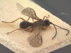Chorebus hirtigena by the Smithsonian. Used under a CC0 license.