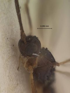 Chorebus hirtigena by the Smithsonian. Used under a CC0 license.