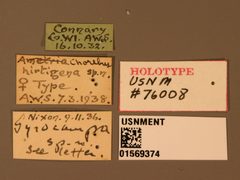 Chorebus hirtigena by the Smithsonian. Used under a CC0 license.