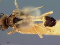 Chrysopophthorus caribbeanus by the Smithsonian. Used under a CC0 license.