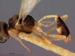 Chrysopophthorus caribbeanus by the Smithsonian. Used under a CC0 license.