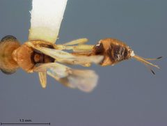 Chrysopophthorus tropicalis by the Smithsonian. Used under a CC0 license.
