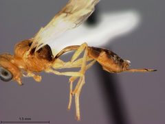 Chrysopophthorus tropicalis by the Smithsonian. Used under a CC0 license.