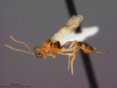 Chrysopophthorus tropicalis by the Smithsonian. Used under a CC0 license.