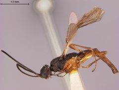 Coelinius longulus by the Smithsonian. Used under a CC0 license.