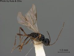 Coelinius nigripes by the Smithsonian. Used under a CC0 license.