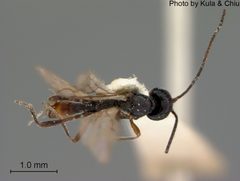 Coelinius nigripes by the Smithsonian. Used under a CC0 license.