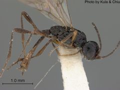 Coelinius nigripes by the Smithsonian. Used under a CC0 license.