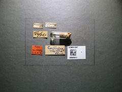 Coelinius nigripes by the Smithsonian. Used under a CC0 license.
