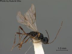 Coelinius nigripes by the Smithsonian. Used under a CC0 license.