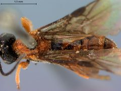Crassomicrodus apicipennis by the Smithsonian. Used under a CC0 license.
