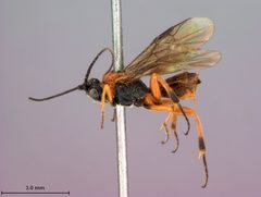 Crassomicrodus apicipennis by the Smithsonian. Used under a CC0 license.