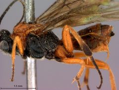 Crassomicrodus apicipennis by the Smithsonian. Used under a CC0 license.