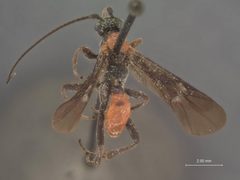 Crassomicrodus fenestratus by the Smithsonian. Used under a CC0 license.