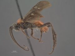 Crassomicrodus fenestratus by the Smithsonian. Used under a CC0 license.