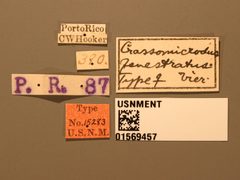 Crassomicrodus fenestratus by the Smithsonian. Used under a CC0 license.
